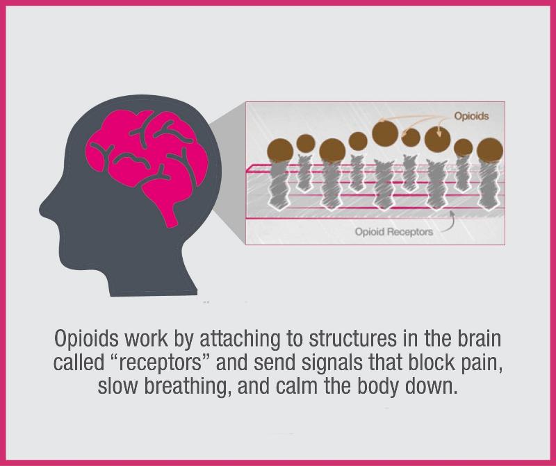 Image of how opioids work, showing interaction with brain receptors, reducing pain signals, affecting mood, and potential for addiction risk.