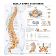 Anatomy Poster Wall Charts — Mountainside Medical Equipment