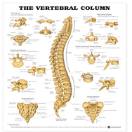 Anatomy Poster Wall Charts — Mountainside Medical Equipment